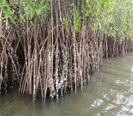 Photo: View of the mangroves located in the Ivorian coastal areas